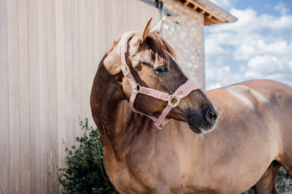 Kentucky Halfter mit Gravur | Teddy Fleece Halfter Old Rose | Kentucky Horsewear