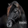 Lederhalfter Colour Mix Pink | Farbe: Schwarz | Nordic Horse | Islandpferd