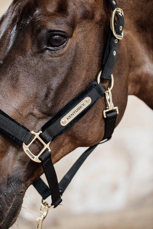 Kentucky Halfter mit Gravur | Velvet Halfter Schwarz | Kentucky Horsewear
