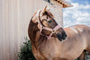 Kentucky Halfter mit Gravur | Teddy Fleece Halfter Old Rose | Kentucky Horsewear